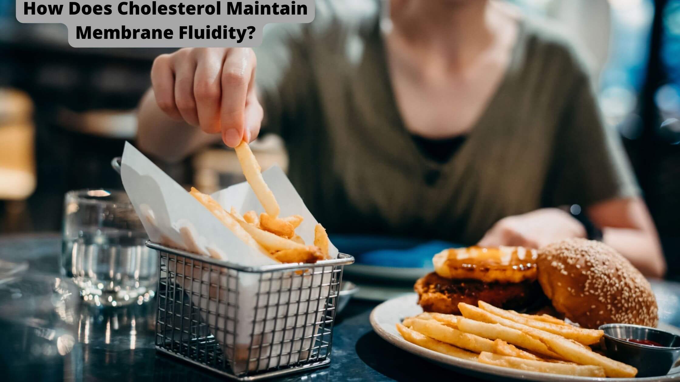 Cholesterol Maintain Membrane Fluidity
